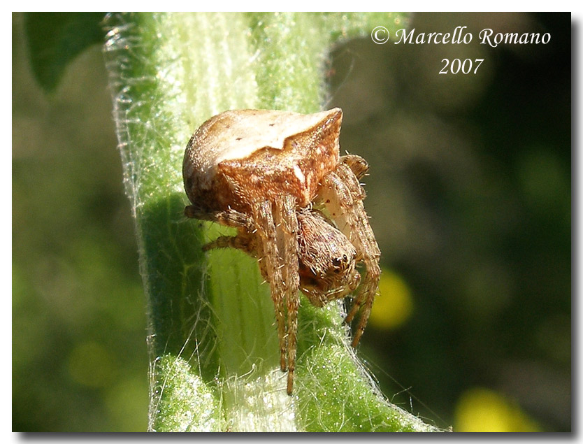 Un piccolo aracnide dalle Cave di Cusa (TP) (Gibbaranea sp.)